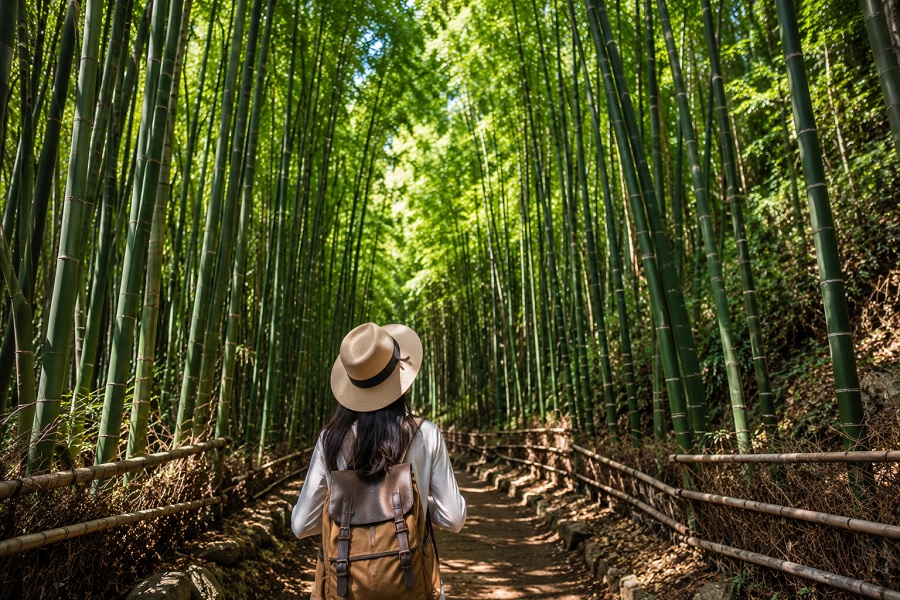Bamboo Forest Adventures